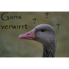 Goose confused - funny saying
