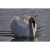 Schwan Poster