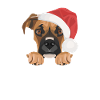 Boxer Merry Christmas