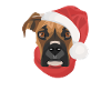 Boxer Joyeux Noël