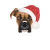 Boxer Joyeux Noël