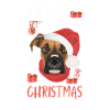 Boxer Merry Christmas