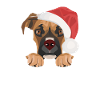 Boxer Merry Christmas
