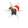 Boxer Joyeux Noël