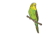 Budgerigar Parakeet Bird Pet Gift