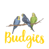 Budgerigar Parakeet Bird Pet Gift