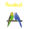 Budgerigar Parakeet Bird Pet Gift