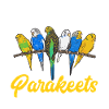 Budgerigar Parakeet Bird Pet Gift