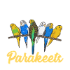 Budgerigar Parakeet Bird Pet Gift