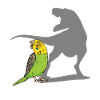 Budgerigar Parakeet Bird Pet Gift