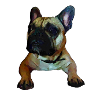 French Bulldog, Frenchie, Bully, Gift