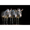 drei Zebras