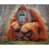 Orang-Outan