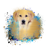 Labrador,Dog,Painting,Golden Retriever,Gold