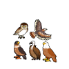 Raubvögel der Welt