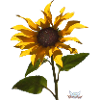 Bloomed sunflower - TShirtAngel.de