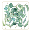 Eucalyptus