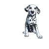 Dalmatiner hund Hundeeier