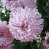 Pinkzen