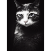 sad cat