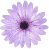 Pink Purple Flower