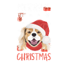 King Charles Spaniel Merry Christmas