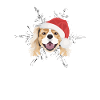 King Charles Spaniel Merry Christmas