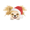 Chihuahua Merry Christmas