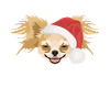 Chihuahua Merry Christmas