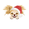 Chihuahua Merry Christmas