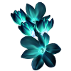 magnolia