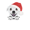 Chihuahua Merry Christmas