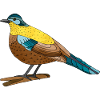 Bird