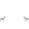 Donkey