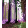 Haunted Cloud Forest
