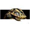 Tortoises addict