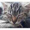 zenacat