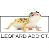 Leopard addict