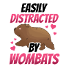 Wombat slightly distracted Australia marsupial