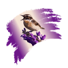 Braunkehlchen, Vogel des Jahres 2023
