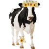 Holstein Cow With Flowers