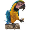 L’ara bleu et jaune