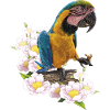 The blue and yellow macaw