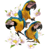 L’ara bleu et jaune