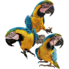 L’ara bleu et jaune