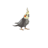 cockatiel cockatoo parrot bird gift