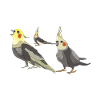 cockatiel cockatoo parrot bird gift