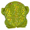 Frog Toad grass green