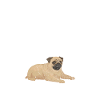 Pug