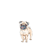 Pug